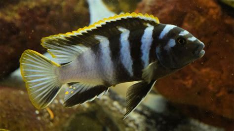 African Cichlids Fish Breed Information And Pictures