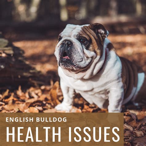 Raising Awareness About English Bulldog Health Issues | PetHelpful