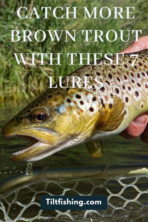 Catch More Brown Trout with These 7 Lures | Trout fishing tips, Trout fishing, Brown trout