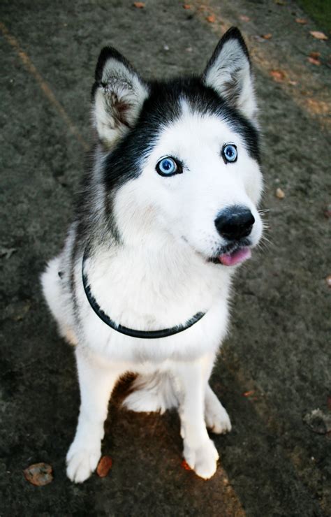 Free photo: Cute husky dog - Animal, Animals, Blue - Free Download - Jooinn