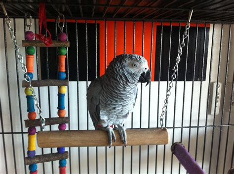 Best Toys For African Grey Parrots | Wow Blog