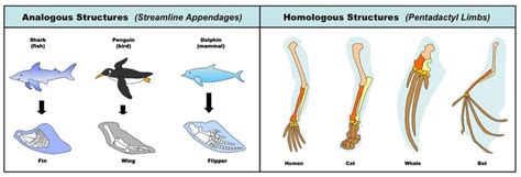 Vestigial Structures Definition Biology - slideshare