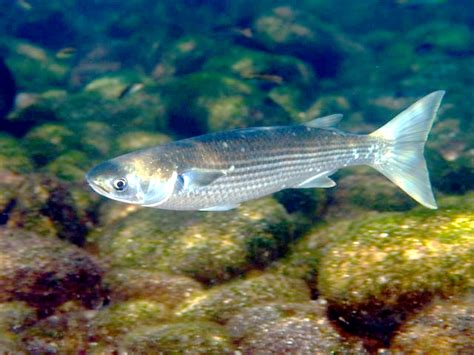 Mullet Fishing: The Anglers Guide | mevagissey.co.uk