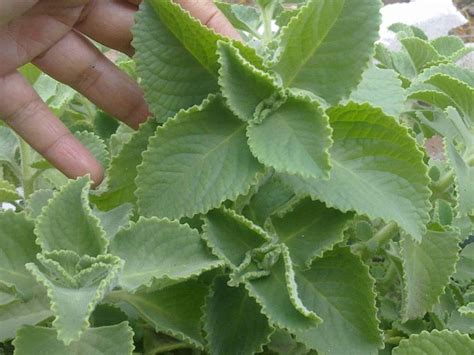 Cuban Oregano (LIVE PLANT ) CARIBBEAN PRODUCT, HERB PLANTS | Oregano plant, Planting herbs, Plants