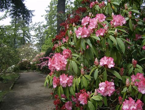 Crystal Springs Rhododendron Garden | Steve Snedeker's Landscaping and Gardening Blog