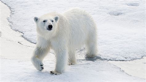 How polar bear guards protect the largest Arctic expedition ever | NOVA | PBS