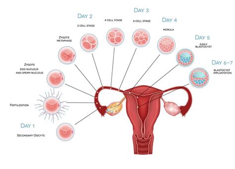 What are the common ovulation symptoms - Urban Mamaz