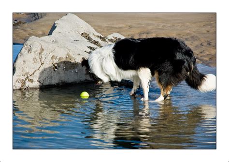 Lucy trys to get her ball back without getting wet | Flickr