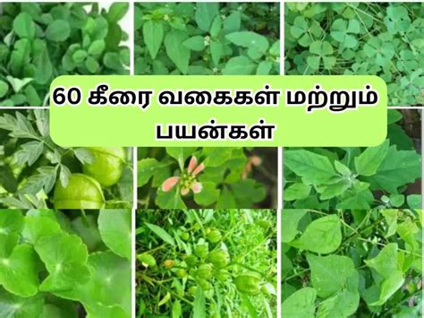 60 கீரை வகைகள் மற்றும் பயன்கள் | Keerai Vagaigal in Tamil