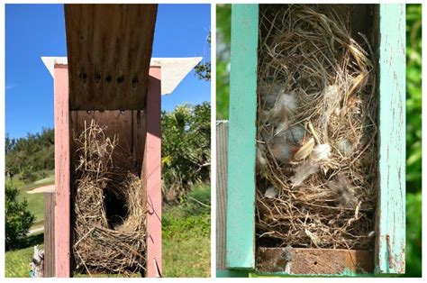 Sparrow Control | Bermuda Bluebird Society