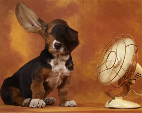 Basset Hound - Hound Dogs Photo (15342201) - Fanpop