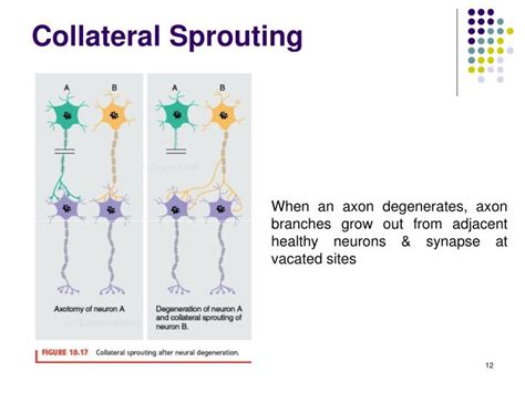 PPT - Animal Models of Human Neuropsychological Diseases PowerPoint ...