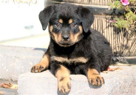 Lou | Rottweiler - Miniature Puppy For Sale | Keystone Puppies ...