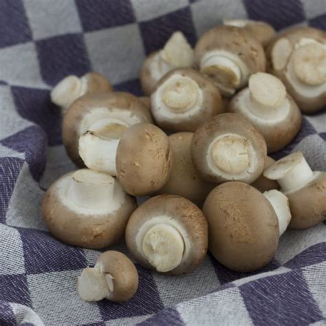 11 Medicinal Mushroom Recipes That'll Boost Your Immunity | The Health ...