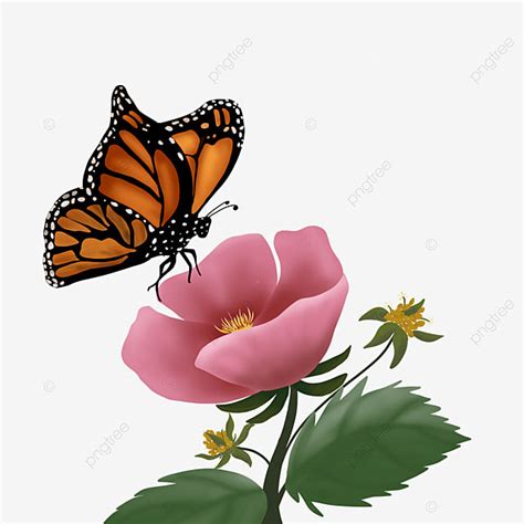 Butterfly On Flower Clipart