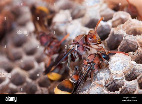 Hornets nest, Vespa crabro Stock Photo - Alamy