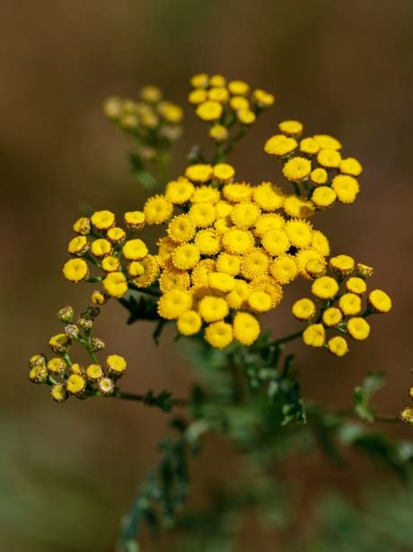 Tansy Flower Free Stock Photo - Public Domain Pictures