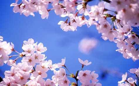 Flowers Cherry Blossom Wallpapers | PixelsTalk.Net