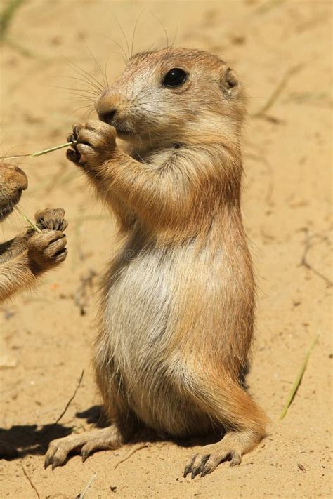 Baby prairie dog eating stock photo. Image of rodent - 19768576