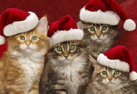 Four Santa cats - Christmas Cats and Dogs Wallpapers and Images ...