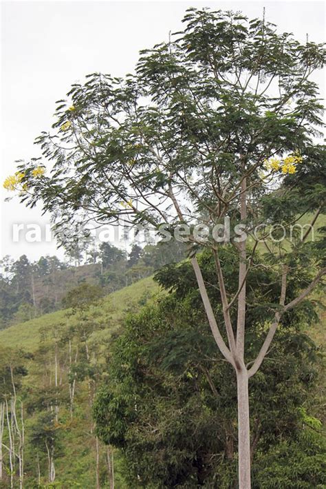 Schizolobium parahyba – Brazilian Firetree – Buy seeds at rarepalmseeds.com