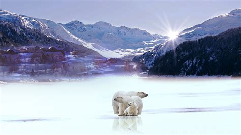 Polar Bears With Background Of Snow Covered Mountain Trees And Sunbeam ...