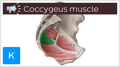 Coccygeus muscle | Anatomical Terms Pronunciation by Kenhub - YouTube