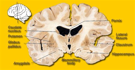 Brain Maps ::: The Putamen.