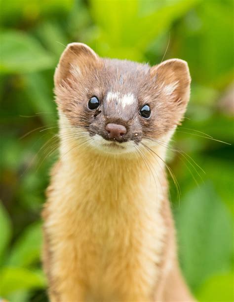 Five Fun Facts About... The Weasel | Estes Valley Spotlight | estesparknews.com