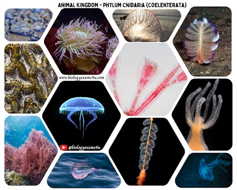 Phylum Cnidaria( Coelenterata) Characteristics and Examples of Phylum Coelenterata | Animal Kingdom