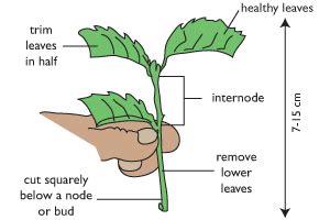 Choosing plant material for stem cuttings | Te Kura Horticulture