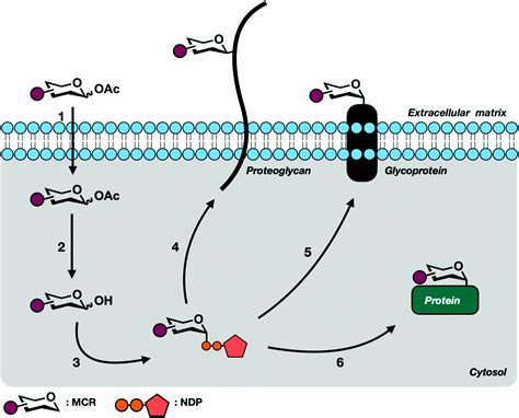 Design and synthesis of metabolic chemical reporters for the visualization and identification of ...