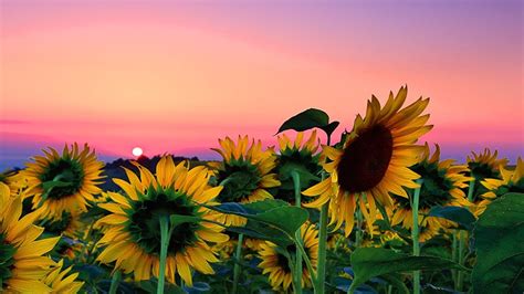 Laptop Sunflower Tumblr Wallpapers - Wallpaper Cave