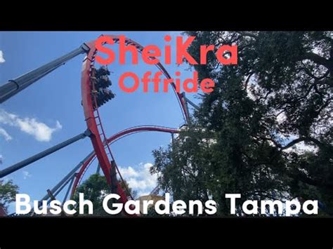 SheiKra Offride | B&M Dive 4k 60fps Copyright Free Busch Gardens Tampa ...