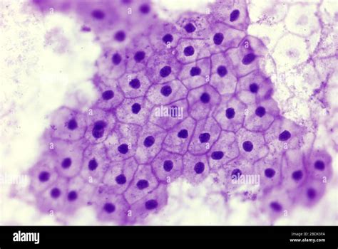 Simple squamous epithelium hi-res stock photography and images - Alamy