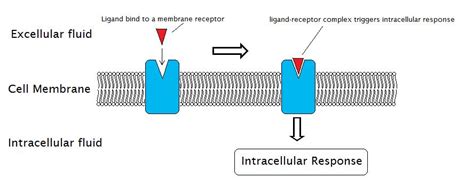 Membrane Receptor Molecules