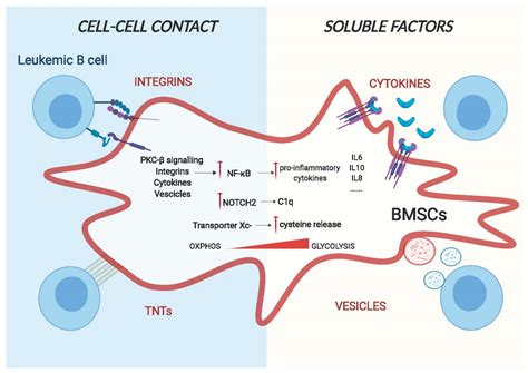 IJMS | Free Full-Text | Bone Marrow Stromal Cells Drive Key Hallmarks of B Cell Malignancies