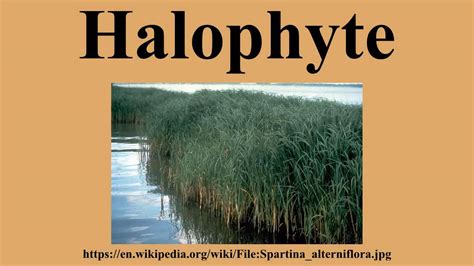 Halophytes – IAS4Sure