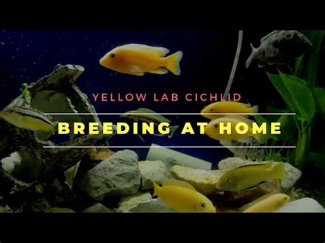 Yellow lab cichlid breeding - YouTube