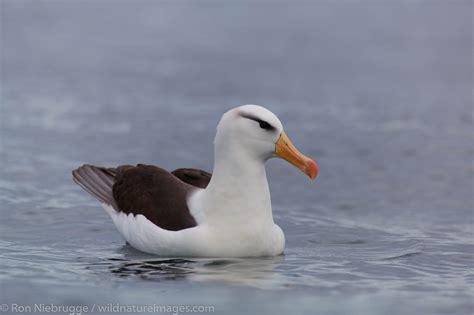 Black-browed albatross | Antarctica | Photos by Ron Niebrugge