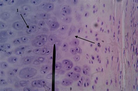 Quiz | Histology & Sheep Brain Dissection