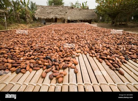 Cocoa beans drying, Ghana Stock Photo: 13640983 - Alamy