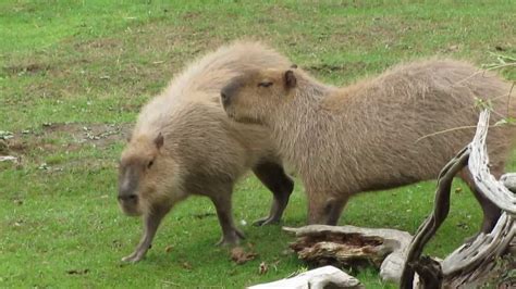 SF Zoo 2013 - Capybara - YouTube