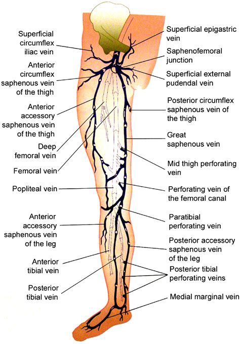 Superficial Venous Reflux Disease - Quotes Trending