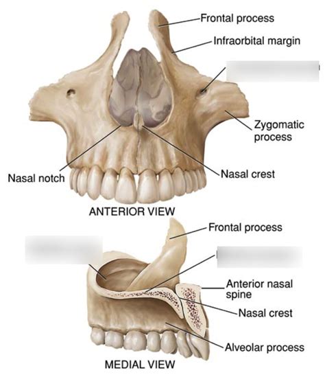 Maxillary Bones Alveolar Process