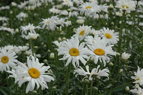 Shasta Daisy | Classic White Petals