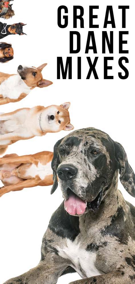 Great Dane Mixes – Check Out These Large and Unique Hybrid Dogs