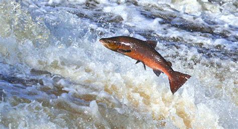 More Flow From San Joaquin Valley Rivers Required to Help Salmon Runs – Aquarium of the Bay