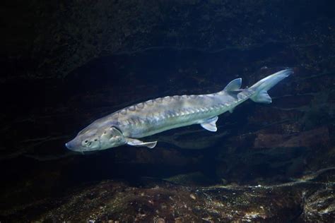 Sturgeon Fish Facts | AZ Animals