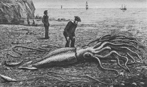 File:Giant squid catalina2.png - Wikipedia